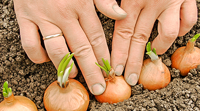 Sfaturi utile pentru plantarea și replantarea cepei în grădină