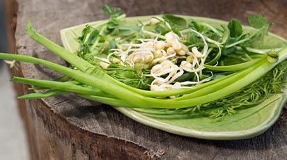 Plante aromatice pe care o să vrei să le cultivi în ghiveci