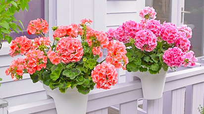 Plante curgătoare care dau culoare balconului tău