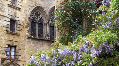 Plante pe care să le folosești în amenajarea grădinii din fața blocului
