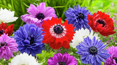 Plantează anemone primăvara ca un profesionist