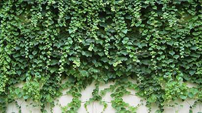 Colorează grădina pe timp de iarnă plantând iederă