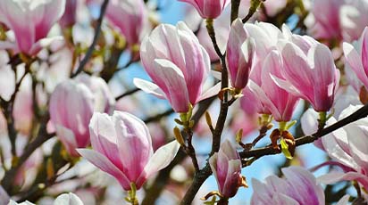 Plantează magnolia în noiembrie pentru succes garantat