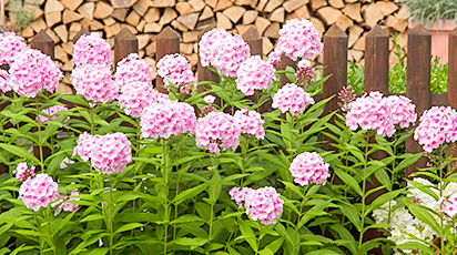 Pregătirea brumărelelor pentru iarnă: recomandări de la experți