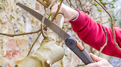 Pregătirea livezii pentru iarnă: Ce lucrări de întreținere trebuie să faci toamna