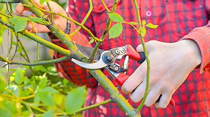 Pregătirea trandafirilor pentru iarnă. Cum îi protejăm de temperaturile scăzute