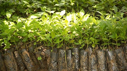 Protejarea materialului saditor pe parcursul iernii