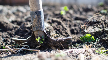 Sădire pomi fructiferi: Cele mai comune greșeli care dăunează livezii