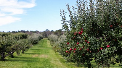 Scurt ghid pentru tăierea pomilor fructiferi