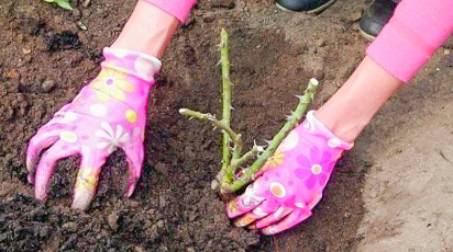 Secretele plantării trandafirilor de toamnă