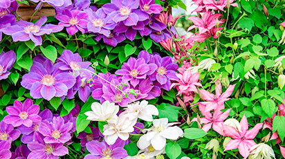 Secretele plantării și îngrijirii clematisului