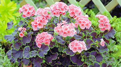 Semințe de flori ușor de cultivat în interior