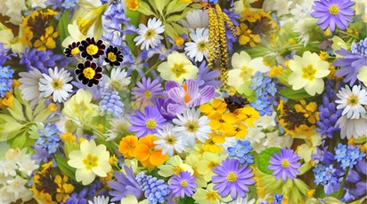 Semnificația și simbolistica florilor: Ghid pentru alegerea celor mai deosebite plante