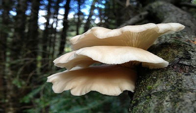 Sfaturi de cultivare și îngrijire a ciupercilor Pleurotus