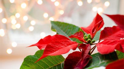 Sfaturi de îngrijire a Crăciuniței pentru a te bucura de frumusețea ei