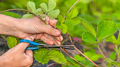 Cum pregătești căpșunile pentru iarnă