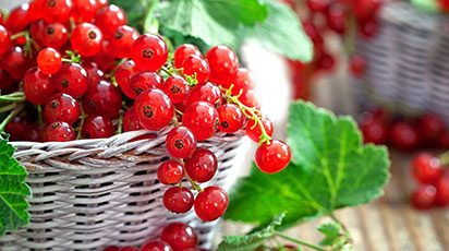 Sfaturi de plantare coacăz și beneficiile consumului de coacăze