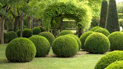Sfaturi pentru plantarea arbustului de buxus