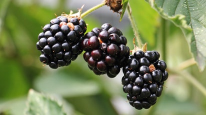 Sfaturi pentru plantarea și îngrijirea culturii de mure