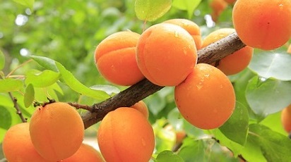 Sfaturi practice despre cultivarea și îngrijirea caisului