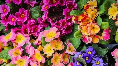 Sfaturi practice despre înmulțirea și plantarea primulei în grădină