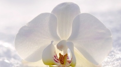 Sfaturi practice pentru îngrijirea orhideei pe timp de iarnă