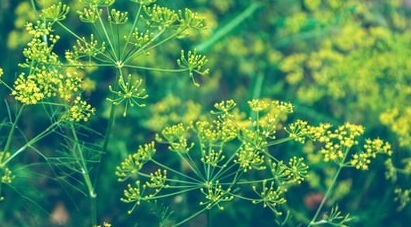 Sfaturi practice pentru plantarea corectă a mărarului