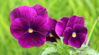 Sfaturi practice pentru plantarea panseluțelor toamna