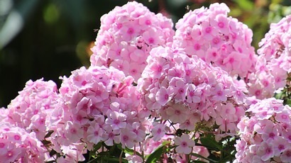 Sfaturi utile pentru amenajarea spațiilor verzi: plantează brumărele