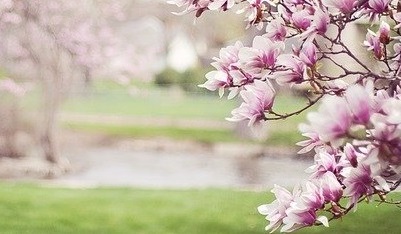 Sfaturi utile pentru îngrijirea magnoliei pe timp de iarnă