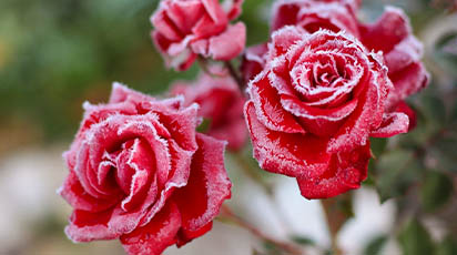 Soiuri de trandafiri rezistente la îngheț