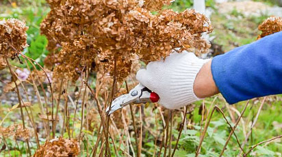 Tăierea corectă a hortensiilor