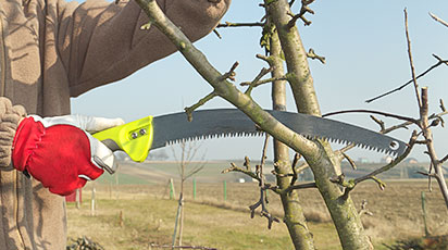 Tăierea de primăvară a pomilor – sfaturi pentru începători