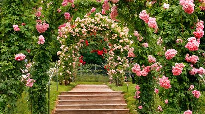 Tăierile trandafirilor urcători în luna decembrie – perioada cea potrivită pentru îngrijirea trandafirilor