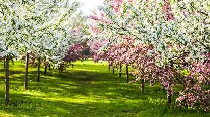 Temperaturile de toamnă cele mai recomandate pentru tunderea pomilor fructiferi