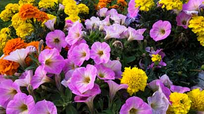 Tipuri de plante pentru grădină ușor de îngrijit