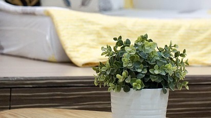 Top 4 flori de apartament care îți colorează locuința pe timp de iarnă 