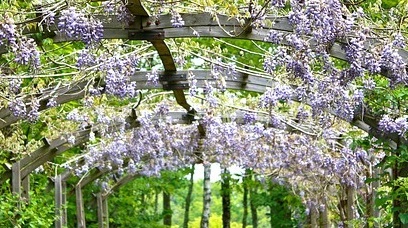 Top 5 plante perene cățărătoare pentru o grădină de vis