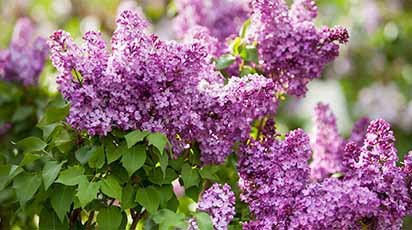 Tot ce ai nevoie să știi despre îngrijirea și plantarea liliacului toamna