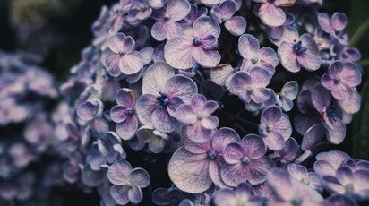 Tot ce trebuie să știi pentru a te bucura de hortensii fermecătoare 