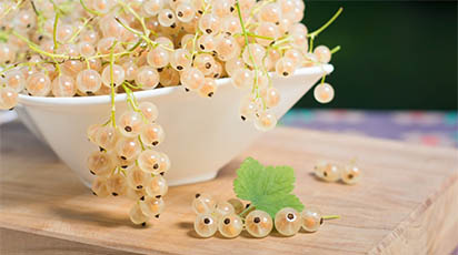 Totul despre coacăzul alb: de la plantare la îngrijire