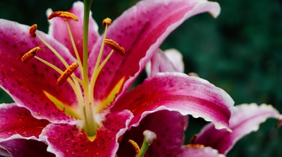 Totul despre îngrijirea crinilor de grădină 