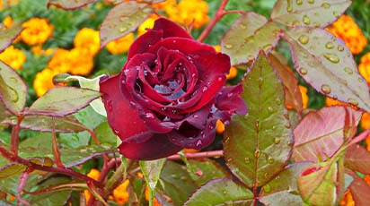 Trandafir uscat la venirea toamnei: cauze și soluții