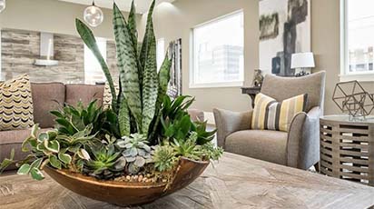 Cât de des se udă florile de apartament în timpul repausului vegetativ