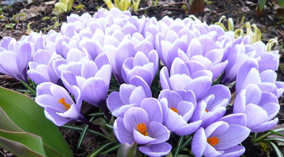 Unde se plantează brândușele: 5 idei pentru amplasarea lor