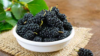 Unde și în ce condiții poți planta dudul