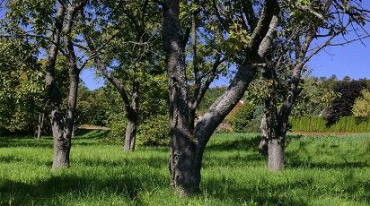Văruirea corectă a pomilor fructiferi primăvara 