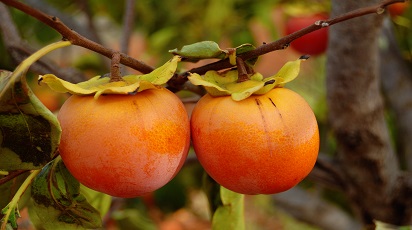 Zasady uprawy Kaki (Hurmy wschodniej)