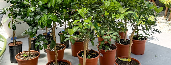 Copaci columnari într-un container: cum să crească o mini-grădină?