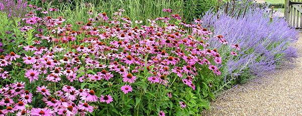 Cultivă echinacea, planta care îți întărește imunitatea